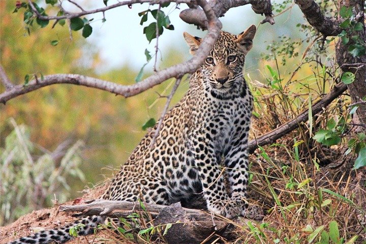 Day Trip - Tsavo East National Park ( Man Eater Lions of Tsavo & Other Big Five) - Image 5
