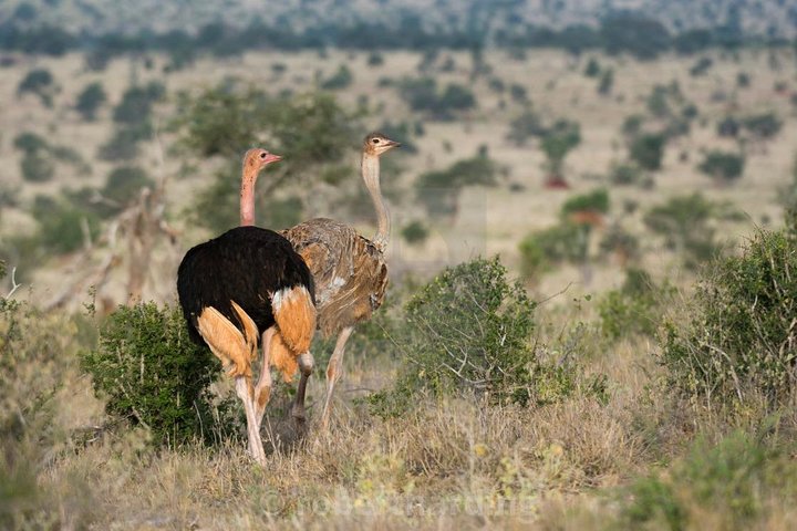 Day Trip - Tsavo East National Park ( Man Eater Lions of Tsavo & Other Big Five) - Image 4