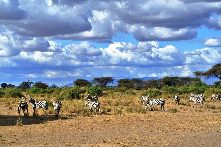 Day Trip - Tsavo East National Park ( Man Eater Lions of Tsavo & Other Big Five) - Image 2