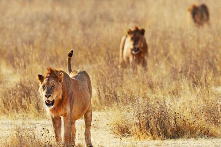 Day Trip - Tsavo East National Park ( Man Eater Lions of Tsavo & Other Big Five) - Image 1