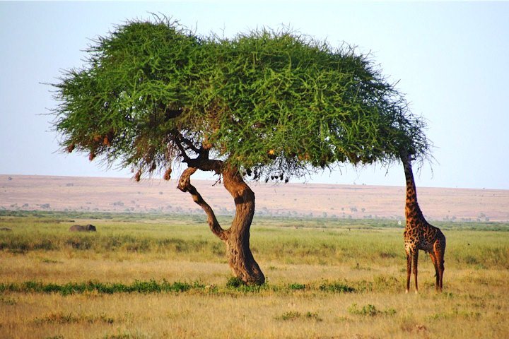Day Trip - Tsavo East National Park ( Man Eater Lions of Tsavo & Other Big Five) - Image 3
