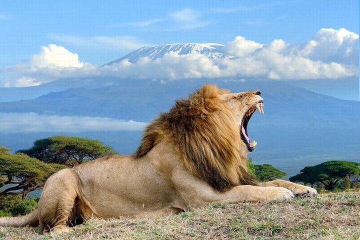 Kilimanjaro Special-( Tsavo West, Amboseli & Tsavo East Safari) (MINIMUM 2 PAX) - Image 3