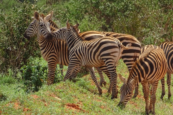 Overnight Safari to Tsavo East, Meet the Red Elephant of Tsavo East - Image 2