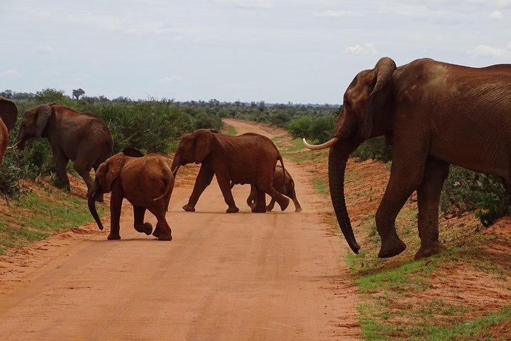 Overnight Safari to Tsavo East, Meet the Red Elephant of Tsavo East - Image 1