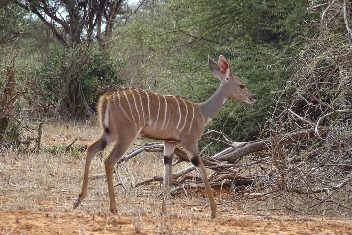 Overnight Safari to Tsavo East, Meet the Red Elephant of Tsavo East - Image 3