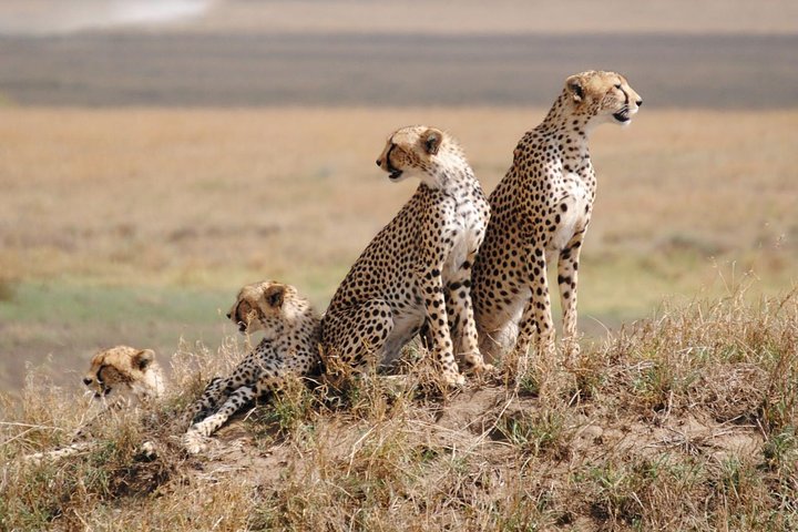 Overnight Tsavo East National Park Safari from Mombasa OR Diani Beach - Image 1