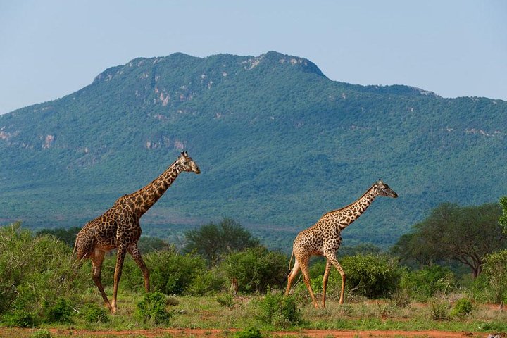 Overnight Tsavo East National Park Safari from Mombasa OR Diani Beach - Image 2