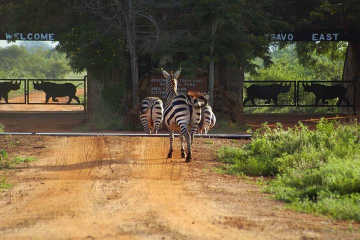 Overnight Tsavo East National Park Safari from Mombasa OR Diani Beach - Image 5