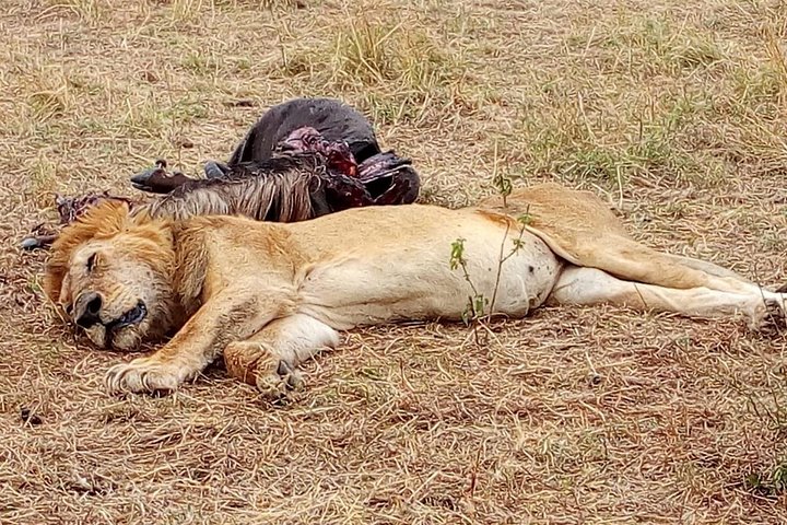 Tsavo National Park Day trip from Mombasa - Image 4