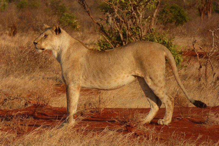 Tsavo National Park Day trip from Mombasa - Image 2