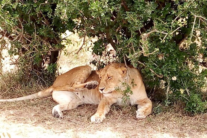 Tsavo National Park Day trip from Mombasa - Image 1