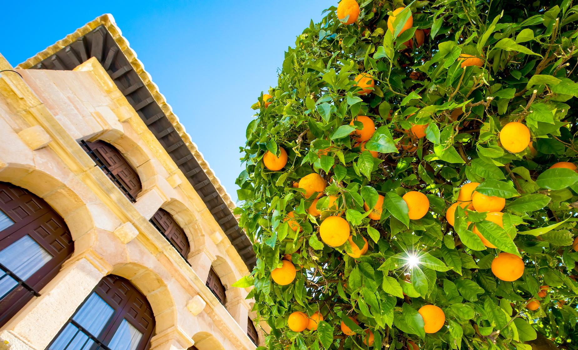 L'Orangerie of Monaco - Image 1