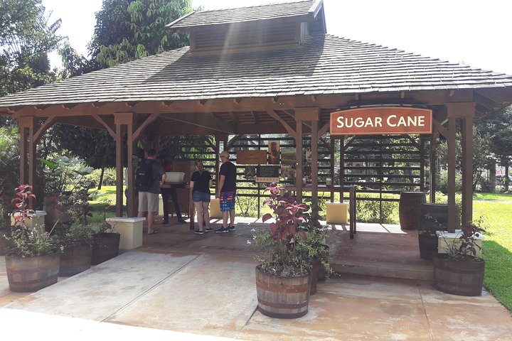 Appleton Estate Rum and Pelican Bar Private Tour from Montego Bay - Image 3