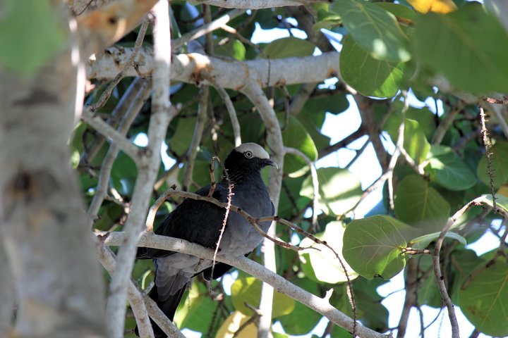 Bird Feeding Sanctuary & Montego Bay Highlight Tour - Image 3