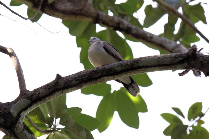 Bird Feeding Sanctuary & Montego Bay Highlight Tour - Image 2
