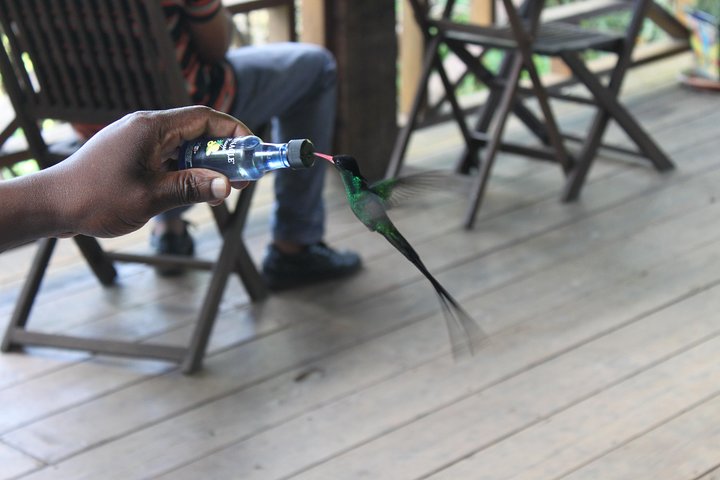 Bird Feeding Sanctuary & Montego Bay Highlight Tour - Image 4