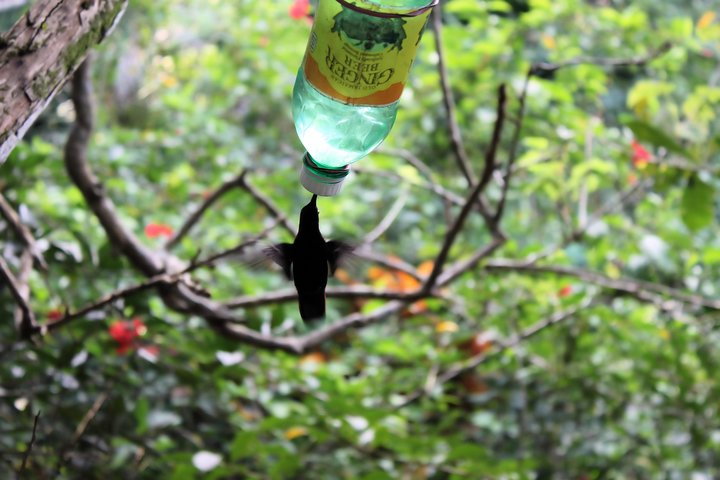 Bird Feeding Sanctuary & Montego Bay Highlight Tour - Image 5