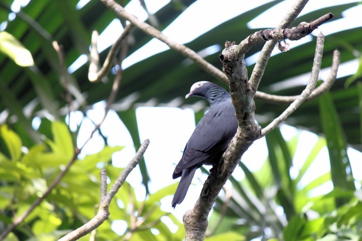 Bird Feeding Sanctuary & Montego Bay Highlight Tour - Image 1