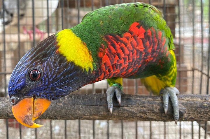 Bird Sanctuary and Montego Bay City Tour - Image 5