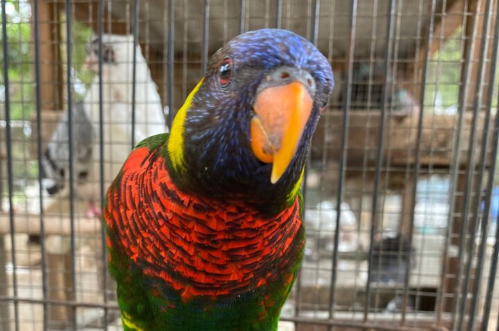 Bird Sanctuary and Montego Bay City Tour - Image 4