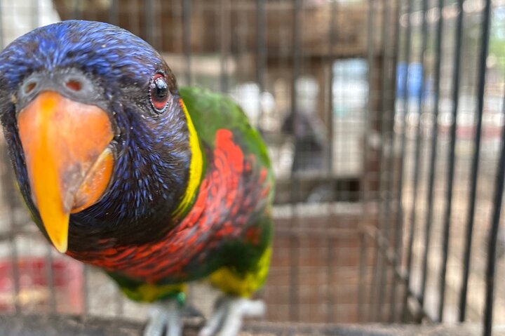 Bird Sanctuary and Montego Bay City Tour - Image 3