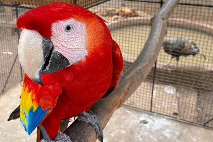 Bird Sanctuary and Montego Bay City Tour - Image 2