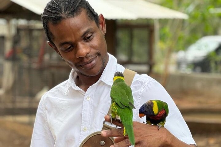 Bird Sanctuary and Montego Bay City Tour - Image 1