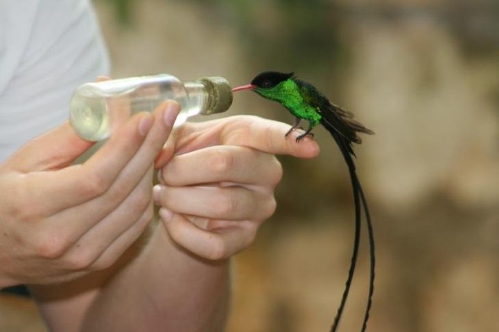 Bird Sanctuary (Montego Bay) Jamaica - Image 2
