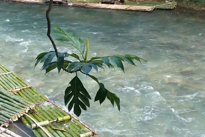 Bird Sanctuary or Bamboo Rafting from Montego Bay - Image 5