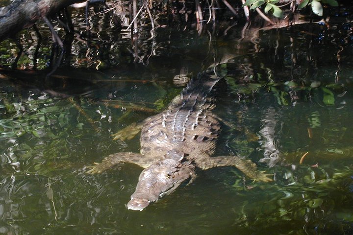 Black river safari and Appleton estate tour - Image 1