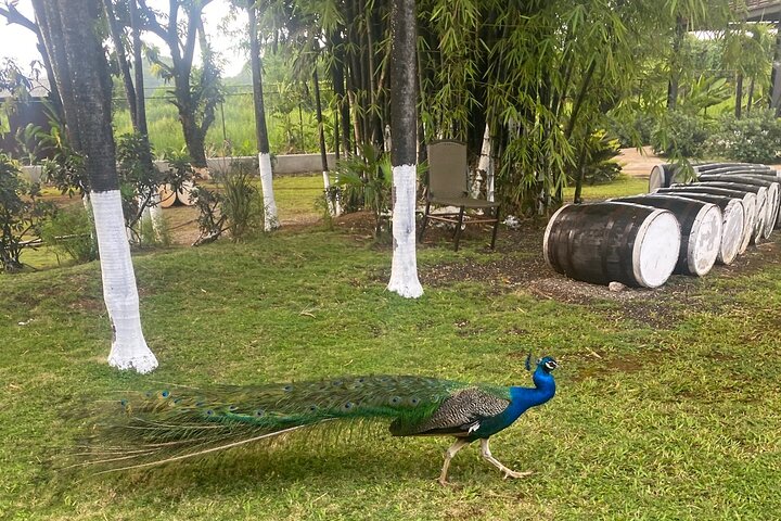 Black river safari and Appleton estate tour - Image 5