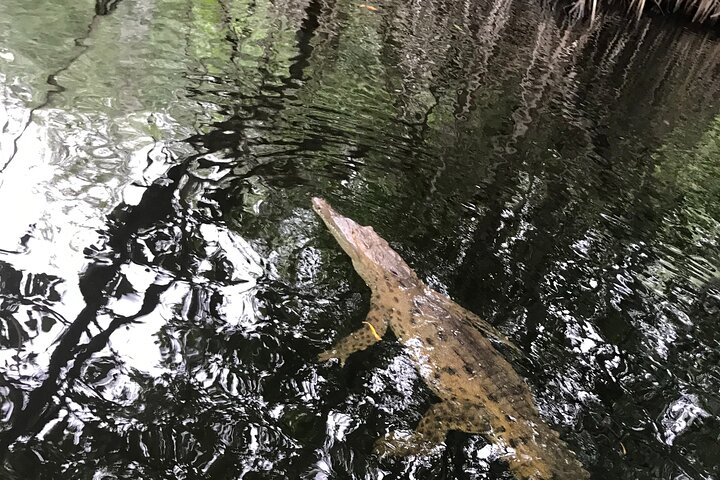 Black river safari and Appleton estate tour - Image 2