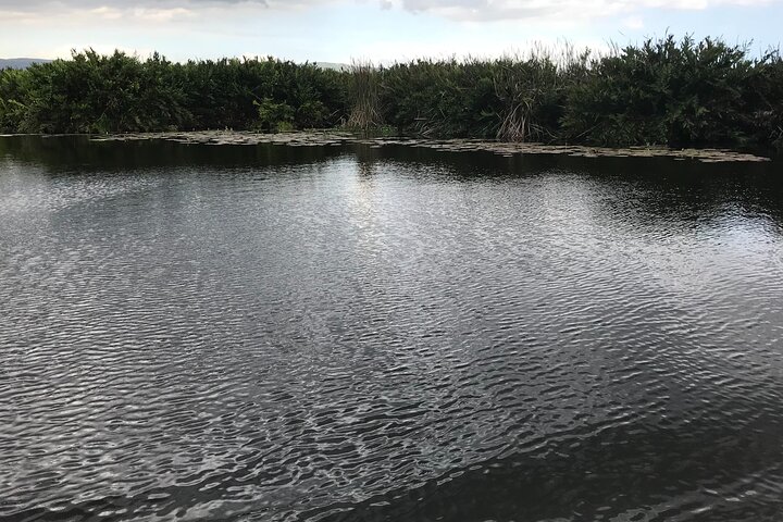 Black river safari and Appleton estate tour - Image 3