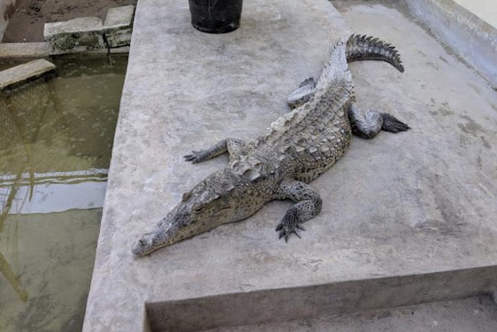 Black River Safari and Appleton Rum Estate Private Tour - Image 4