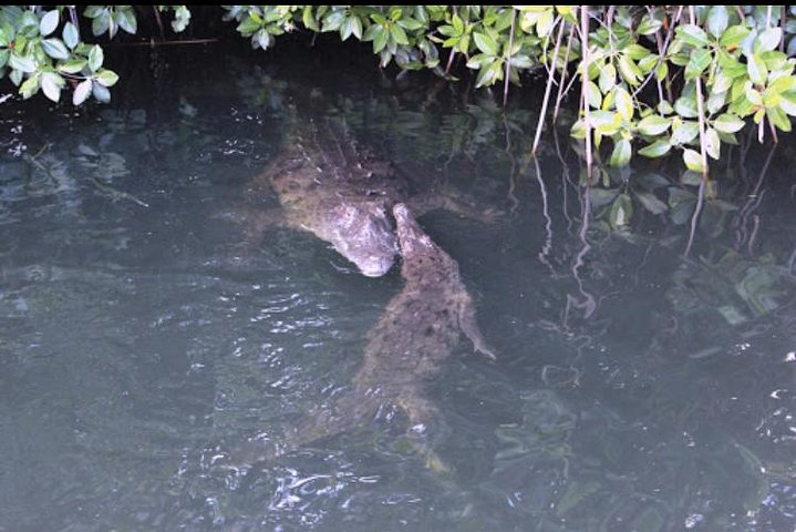 Black River Safari and Appleton Rum Estate Private Tour - Image 1