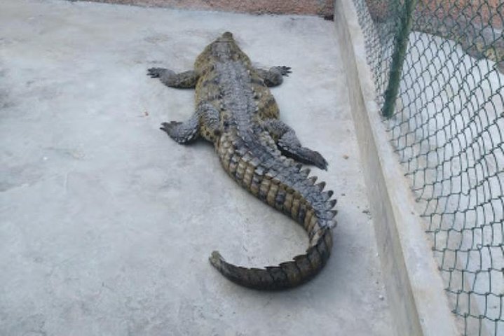 Black River Safari and Appleton Rum Estate Private Tour - Image 5