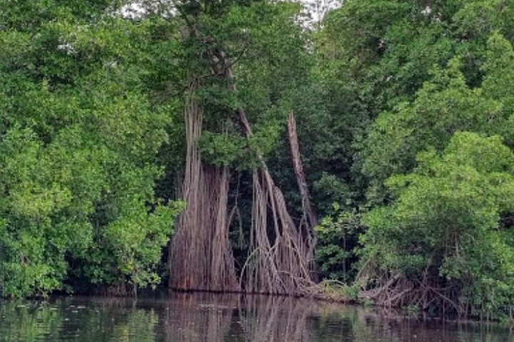 Black River Safari and YS Falls Private Tour - Image 5