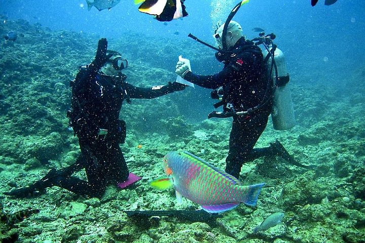 Discover Scuba Diving in Falmouth - Image 2
