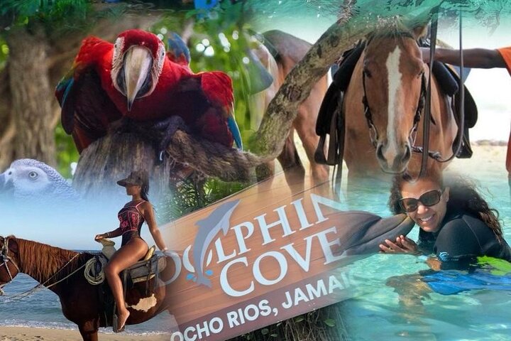 Dolphin Cove & Horseback Riding Adventures From Montego Bay - Image 3