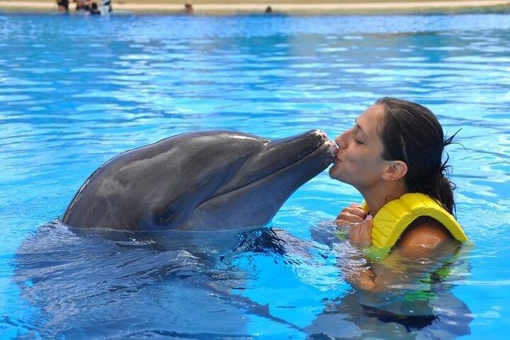 Dolphin Cove & Horseback Riding Adventures From Montego Bay - Image 4