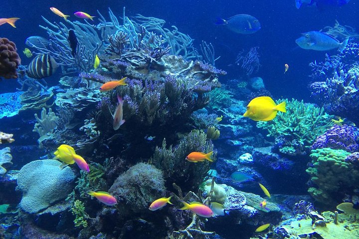 Falmouth Shore Excursion: Private Snorkel Tour - Image 1