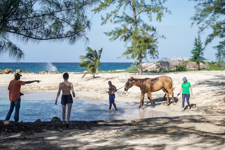 Horseback Riding , Blue Hole And Lunch from Ocho Rios - Image 1