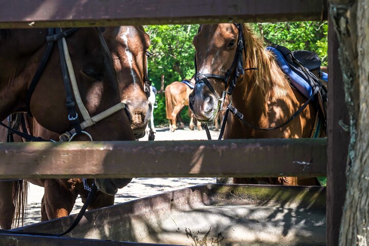 Horseback Riding , Blue Hole And Lunch from Ocho Rios - Image 4