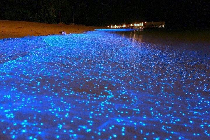 Luminous Lagoon Night-Time Tour from Montego Bay - Image 3