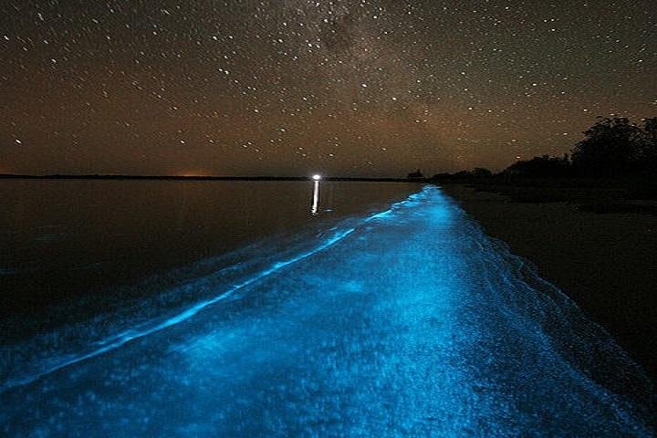 Luminous Lagoon Night-Time Tour from Montego Bay - Image 4