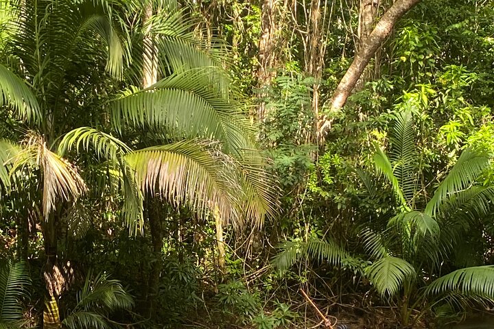 Martha Brae River Bamboo Rafting Experience from Montego Bay - Image 3