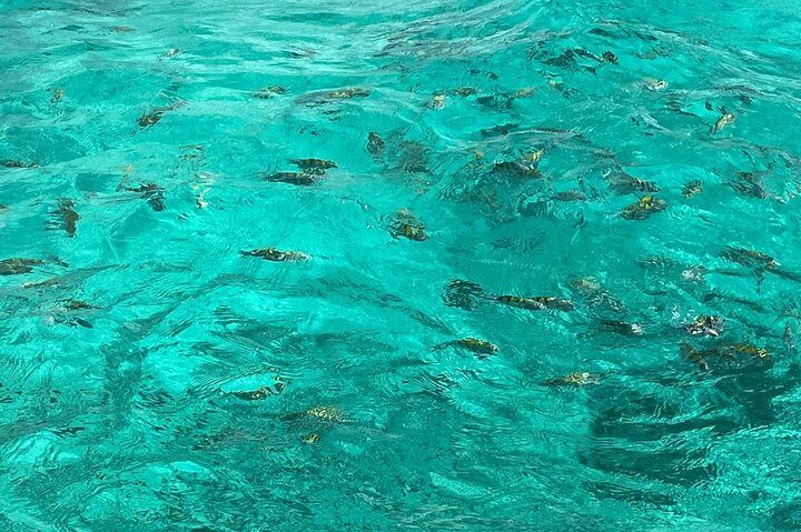 Negril and Ricks Cafe Sunset Tour with Boat Ride and Snorkeling  - Image 3