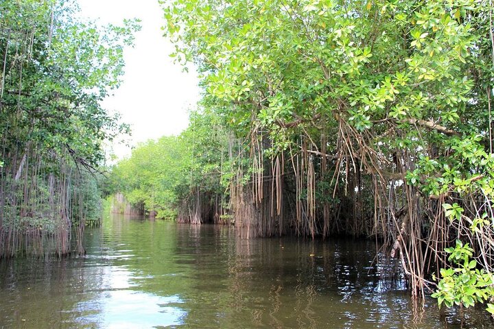 Pelican Bar and Black River Safari Combine Tour From Montego Bay - Image 3