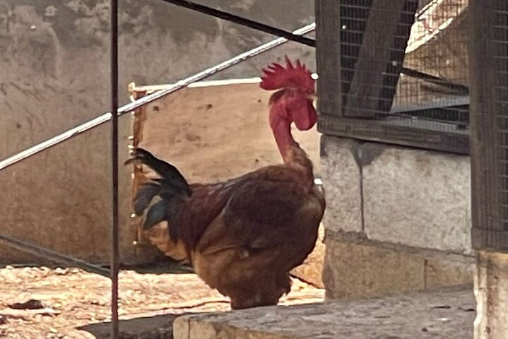 Private Bird Farm Tour, Shopping & Beach Day Out in Montego Bay - Image 5