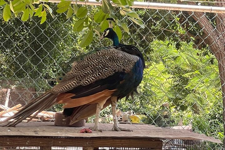 Private Bird Farm Tour, Shopping & Beach Day Out in Montego Bay - Image 4